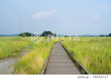 島 華城市 夏 79036717