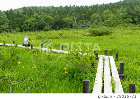 栗駒山世界谷地湿原ニッコウキスゲと木道 栗駒山世界谷地湿原ニッコウキスゲと木道 79036773
