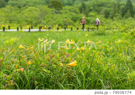 栗駒山世界谷地湿原ニッコウキスゲと木道 79036774