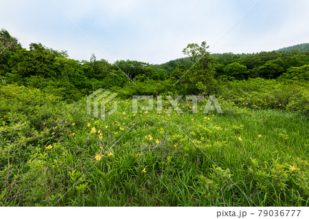 栗駒山世界谷地湿原ニッコウキスゲ 79036777