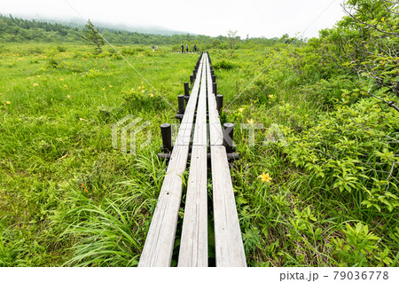 栗駒山世界谷地湿原ニッコウキスゲと木道 79036778