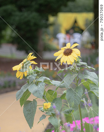 ひまわり 79037069