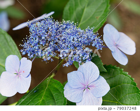 植物園に咲く満開の紫陽花 植物園に咲く満開の紫陽花 79037248