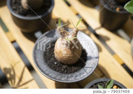 グラキリスの現地球 グラキリスの現地球 79037409