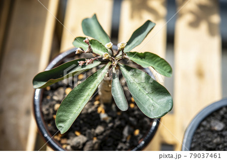 ユーフォルビア・ベガルディ 79037461