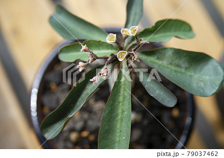 ユーフォルビア・ベガルディ ユーフォルビア・ベガルディ 79037462