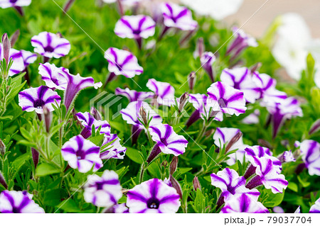満開の花畑 満開の花畑 79037704