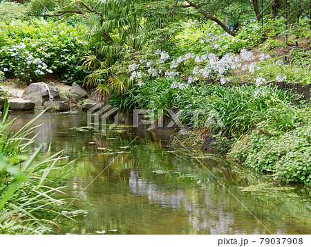 水辺に咲くアガパンサスと紫陽花の花 79037908