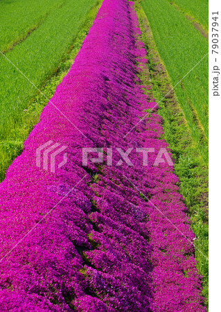 田園地帯の芝桜　福井県大野市 79037941