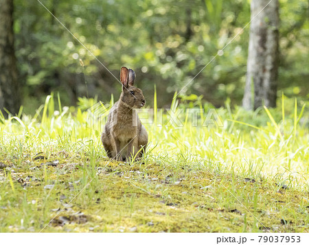 ニホンノウサギ 79037953