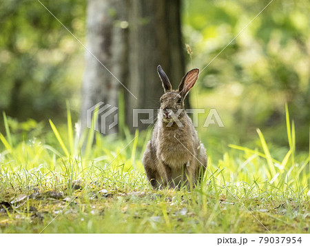 ニホンノウサギの写真素材