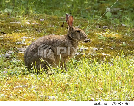 ニホンノウサギ 79037965