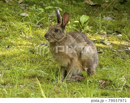 ニホンノウサギ 79037971