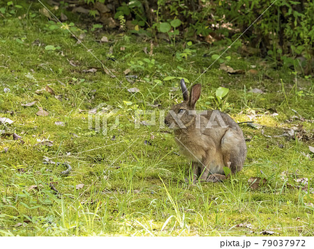 ニホンノウサギ 79037972