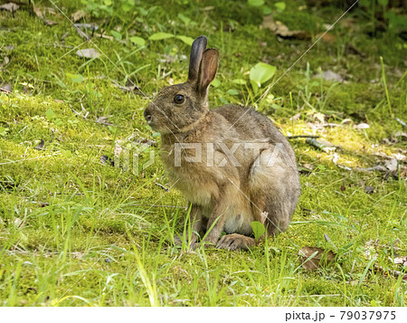 ニホンノウサギ 79037975