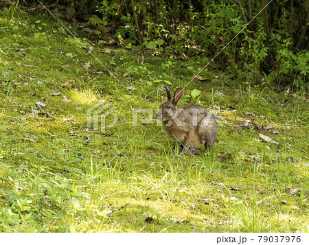 ニホンノウサギ 79037976