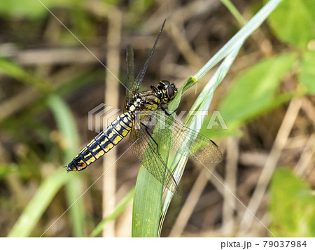 草にとまるメスのハラビロトンボ 79037984
