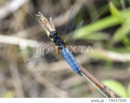 草にとまるオスのハラビロトンボ 79037990