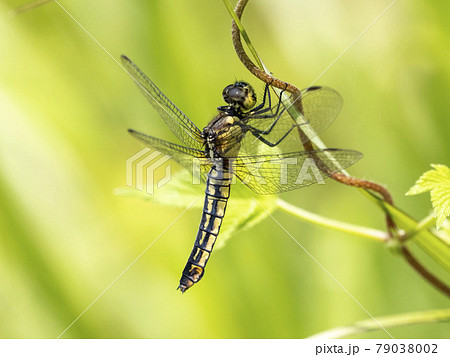 草にとまるメスのハラビロトンボ 79038002