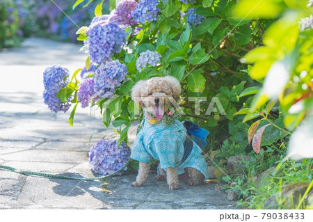 紫陽花と犬 79038433