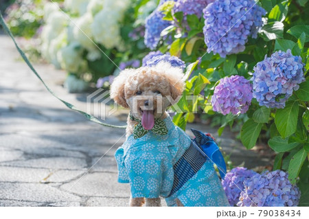 紫陽花と犬 79038434