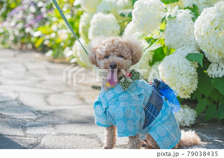 紫陽花と犬 79038435