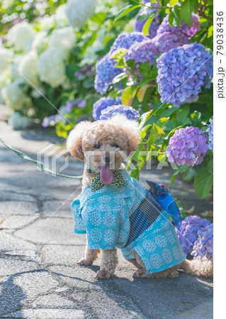 紫陽花と犬 79038436