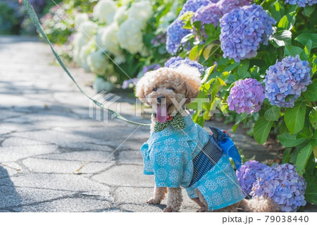 紫陽花と犬 紫陽花と犬 79038440