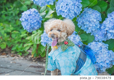紫陽花と犬 79038479