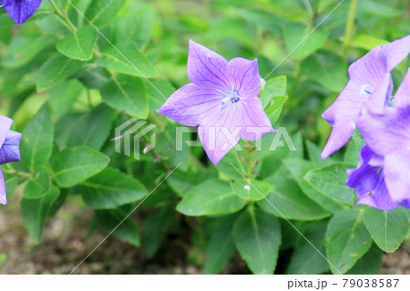 キキョウの花 79038587