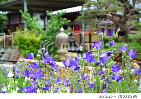 香勝寺　ききょう園 79038599