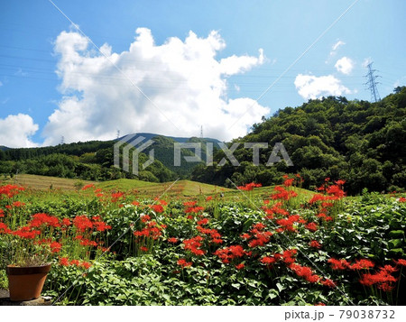 愛媛県窪野の彼岸花群生地 79038732