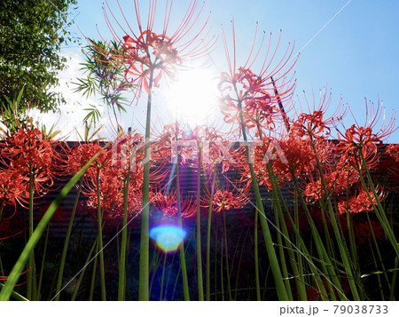 愛媛県窪野の彼岸花群生地 79038733