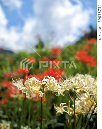 愛媛県窪野の彼岸花群生地 79038734