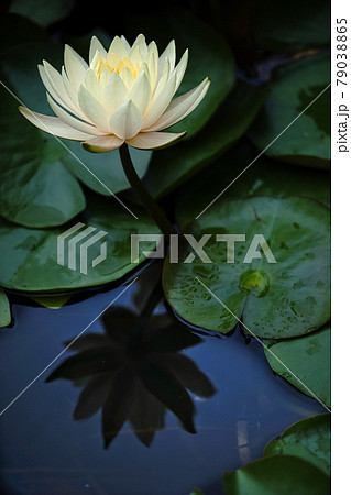 スイレン スイレン 79038865