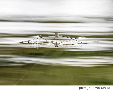 水の上にいるアメンボ 79038918