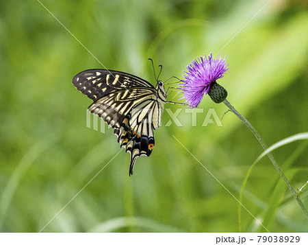アザミの花にとまるアゲハチョウ 79038929