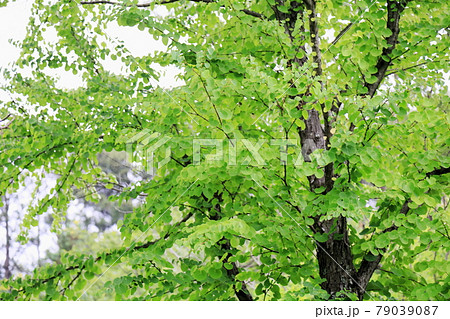 カツラの葉 79039087