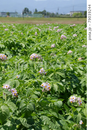 作物, 農業, 大地, 農作物, 自然, 畑, 穀物, 収穫, 植物、農作物 79039244