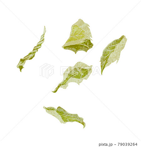 漢方生薬「薄荷（ハッカ）」手描き水彩風イラスト 79039264