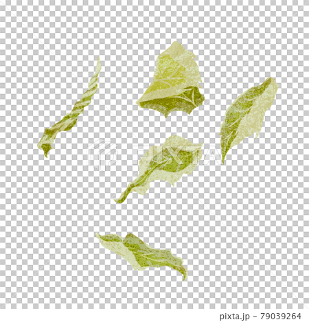 漢方生薬「薄荷（ハッカ）」手描き水彩風イラスト 79039264