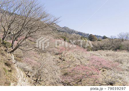 筑波山 梅林 筑波山 梅林 79039297