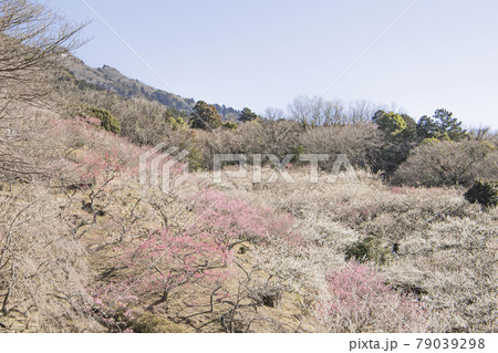 筑波山 梅林 筑波山 梅林 79039298