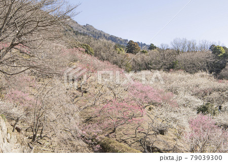 筑波山 梅林 筑波山 梅林 79039300