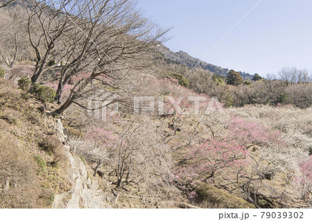 筑波山　梅林 79039302