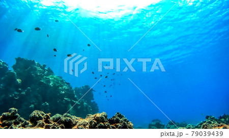 沖縄 渡嘉敷島の水中写真 沖縄 渡嘉敷島の水中写真 79039439
