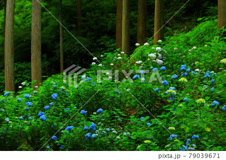 あきる野市　南沢あじさい山 79039671