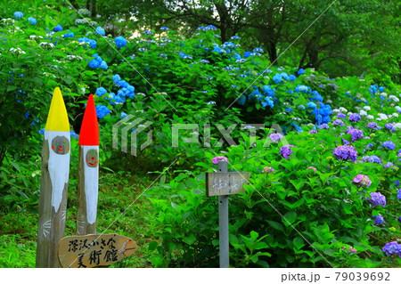 あきる野市 南沢あじさい山 あきる野市 南沢あじさい山 79039692