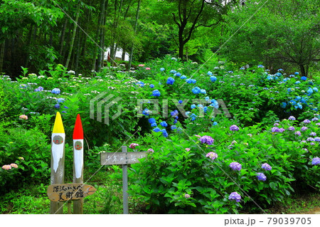 あきる野市　南沢あじさい山 79039705