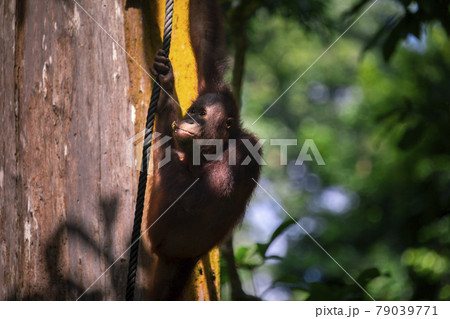 木 ツリー 樹 79039771